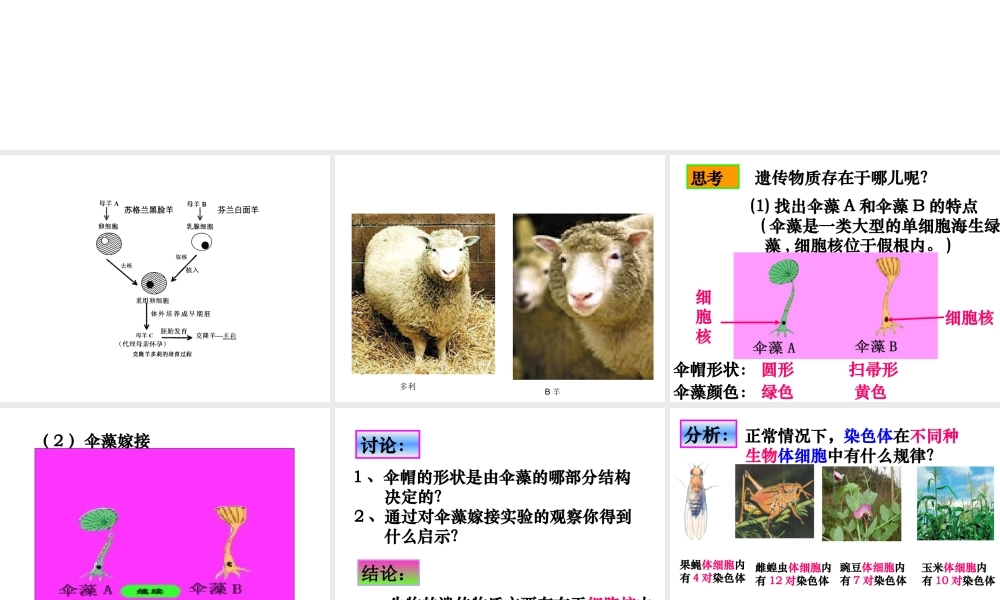 八年级生物上册 4.1遗传的物质基础课件 济南版