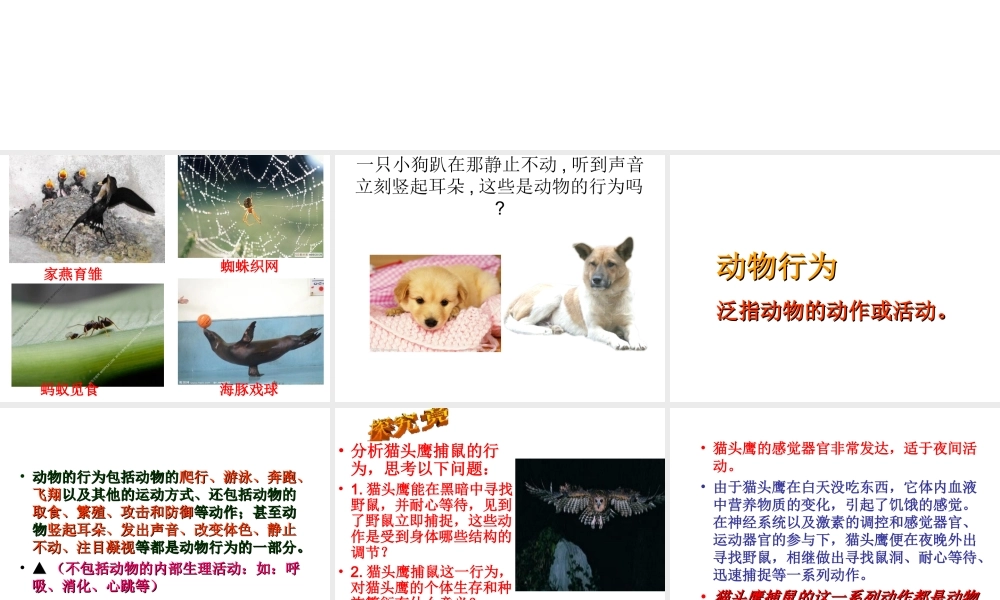 八年级生物上册 4.2.1 动物行为的特点课件 （新版）冀教版-（新版）冀教级上册生物课件