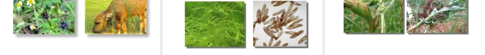 八年级生物上册 17.1 动物在生物圈中的作用课件（1）（新版）北师大版-（新版）北师大版初中八年级上册生物课件