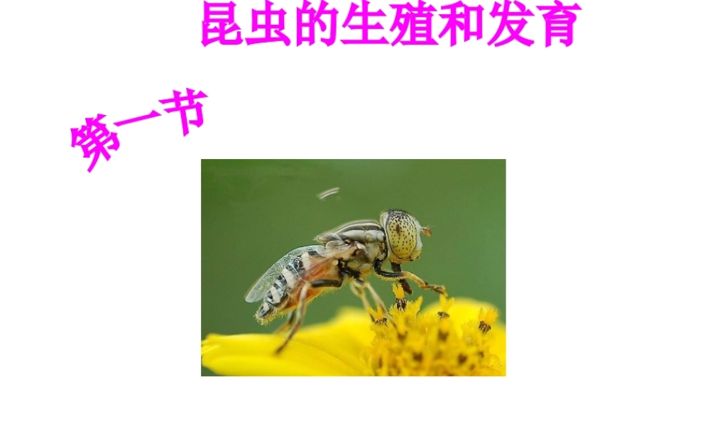 八年级生物上册 4.2.1 昆虫的生殖和发育课件 （新版）济南版-（新版）济南版初中八年级上册生物课件