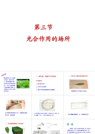 八年级生物上册 3.3.3 光合作用的场所课件 （新版）冀教版-（新版）冀教版初中八年级上册生物课件