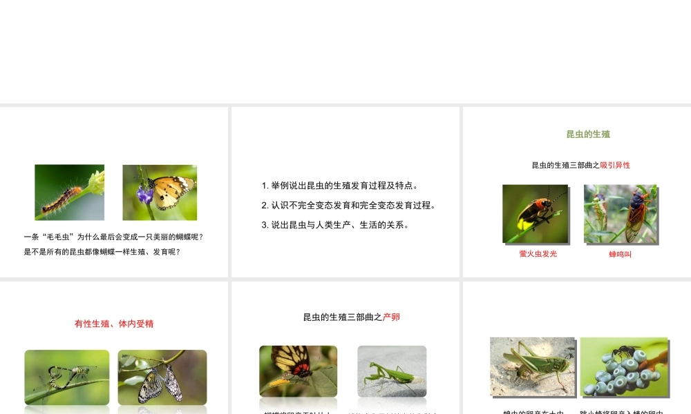 八年级生物上册 4.2.1《昆虫的生殖和发育》课件 （新版）济南版-（新版）济南版初中八年级上册生物课件