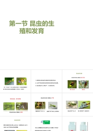 八年级生物上册 4.2.1《昆虫的生殖和发育》课件 （新版）济南版-（新版）济南版初中八年级上册生物课件