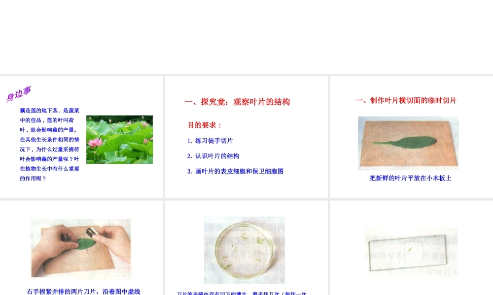 八年级生物上册 3.3.3 光合作用的场所课件 （新版）冀教版-（新版）冀教级上册生物课件