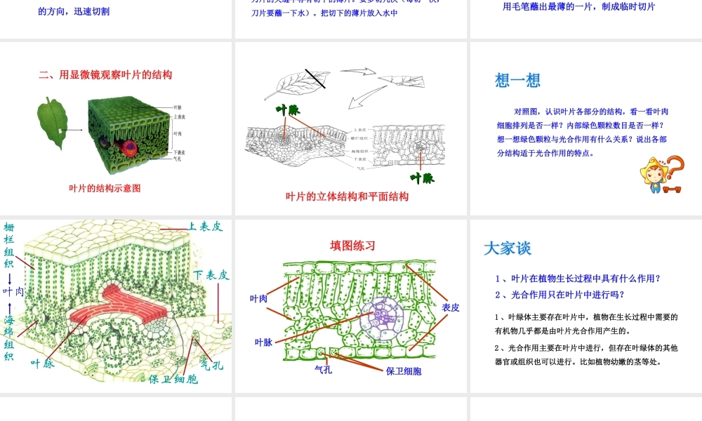 八年级生物上册 3.3.3 光合作用的场所课件 （新版）冀教版-（新版）冀教级上册生物课件