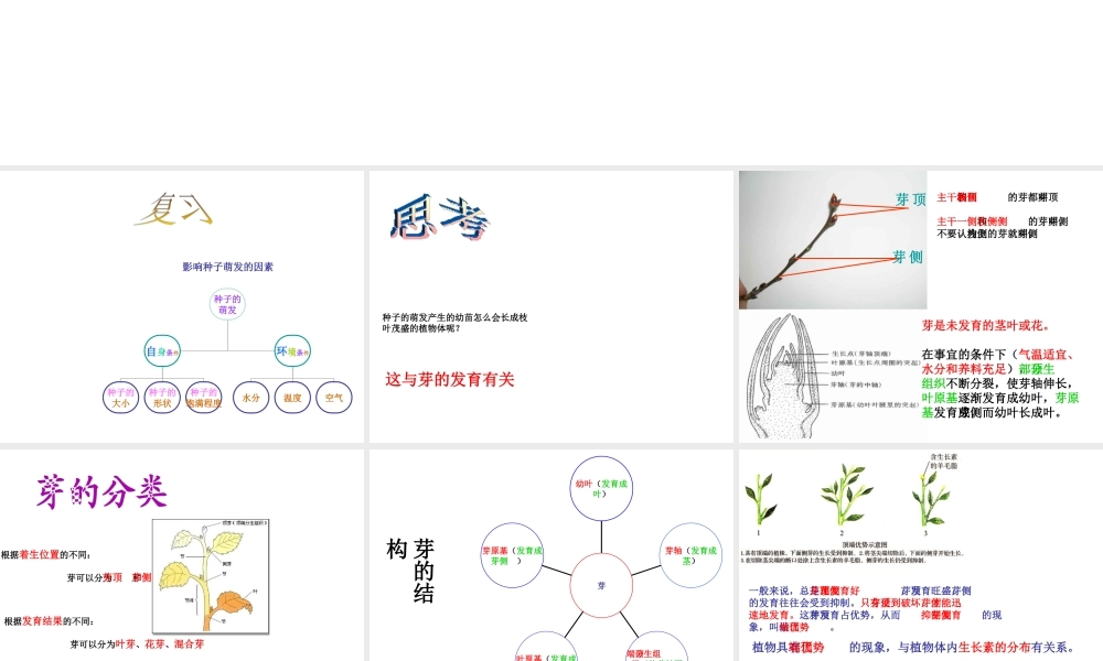 八年级生物上册 3.3《芽的发育与整枝打杈》课件 冀教版