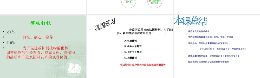 八年级生物上册 3.3《芽的发育与整枝打杈》课件 冀教版