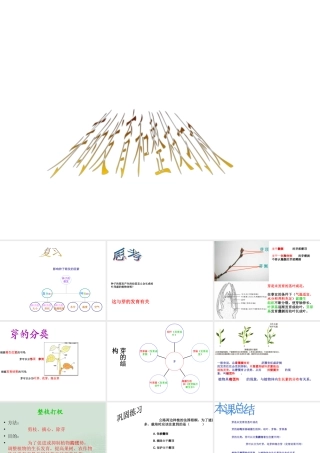 八年级生物上册 3.3《芽的发育与整枝打杈》课件 冀教版