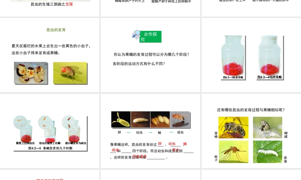 八年级生物上册 4.2.1《昆虫的生殖和发育》课件 （新版）济南版-（新版）济南级上册生物课件
