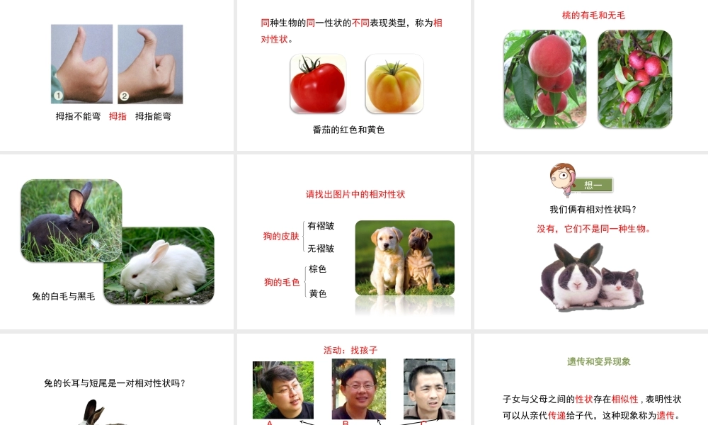 八年级生物上册  遗传和变异现象课件（2）（新版）北师大版-（新版）北师大级上册生物课件