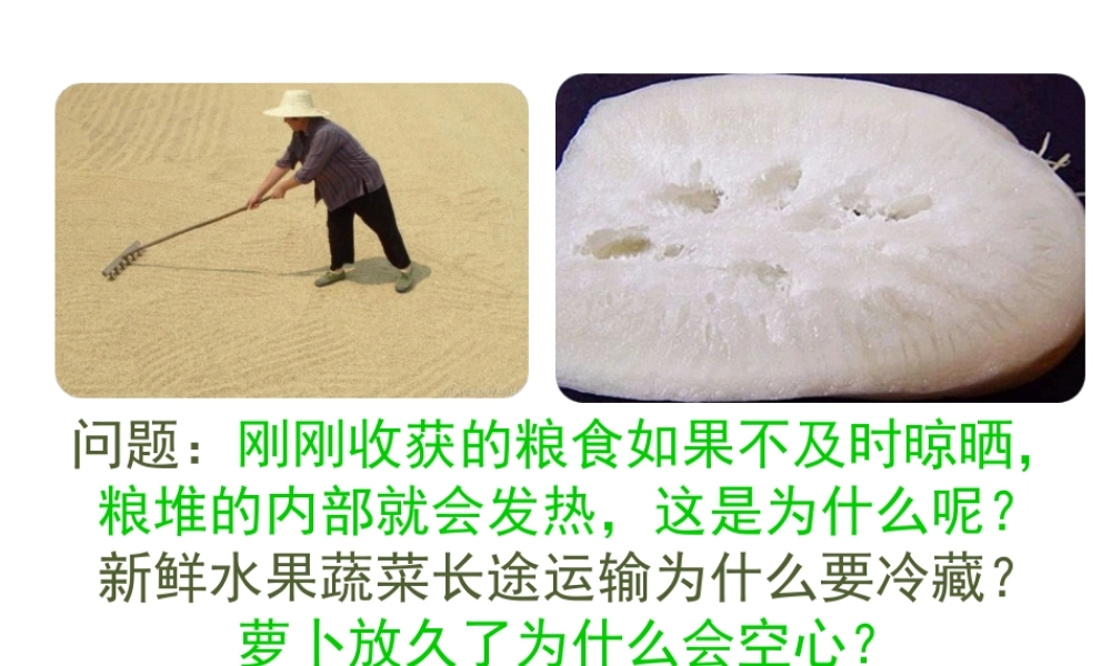 八年级生物上册 3.4.1 呼吸作用课件 （新版）冀教版-（新版）冀教版初中八年级上册生物课件