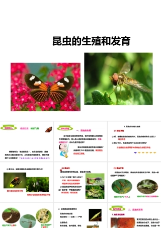 八年级生物上册 4.2.1《昆虫的生殖和发育》课件1 （新版）济南版-（新版）济南版初中八年级上册生物课件