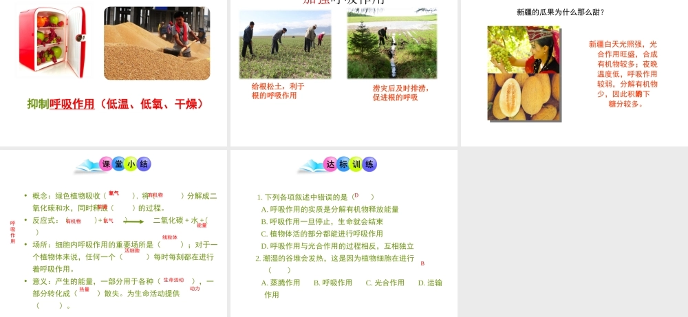 八年级生物上册 3.4.1 呼吸作用课件 （新版）冀教版-（新版）冀教级上册生物课件