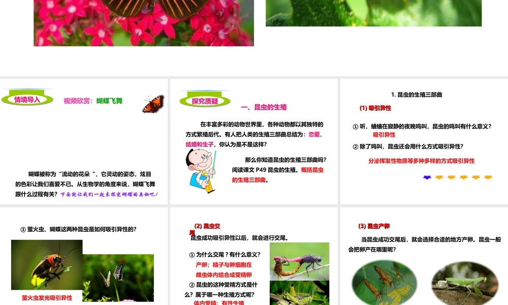 八年级生物上册 4.2.1《昆虫的生殖和发育》课件1 （新版）济南版-（新版）济南级上册生物课件