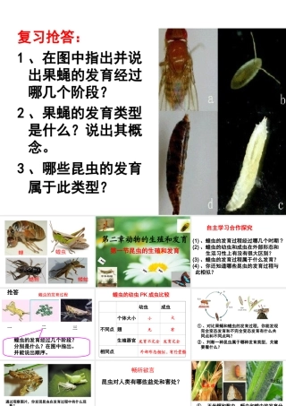 八年级生物上册 4.2.1《昆虫的生殖和发育》课件2 （新版）济南版-（新版）济南版初中八年级上册生物课件