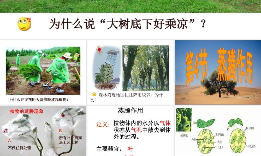 八年级生物上册 3.4.2 蒸腾作用课件 （新版）冀教版-（新版）冀教级上册生物课件