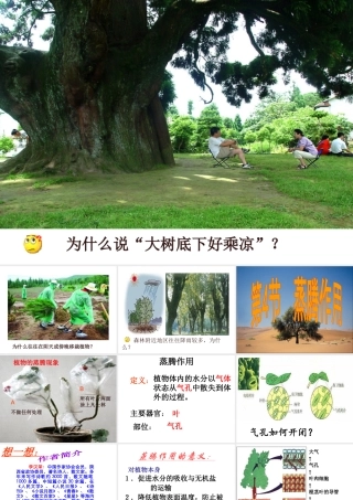 八年级生物上册 3.4.2 蒸腾作用课件 （新版）冀教版-（新版）冀教级上册生物课件