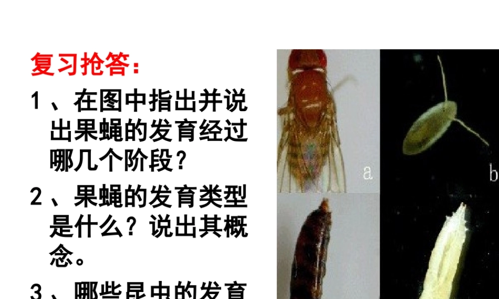 八年级生物上册 4.2.1《昆虫的生殖和发育》课件2 （新版）济南版-（新版）济南级上册生物课件