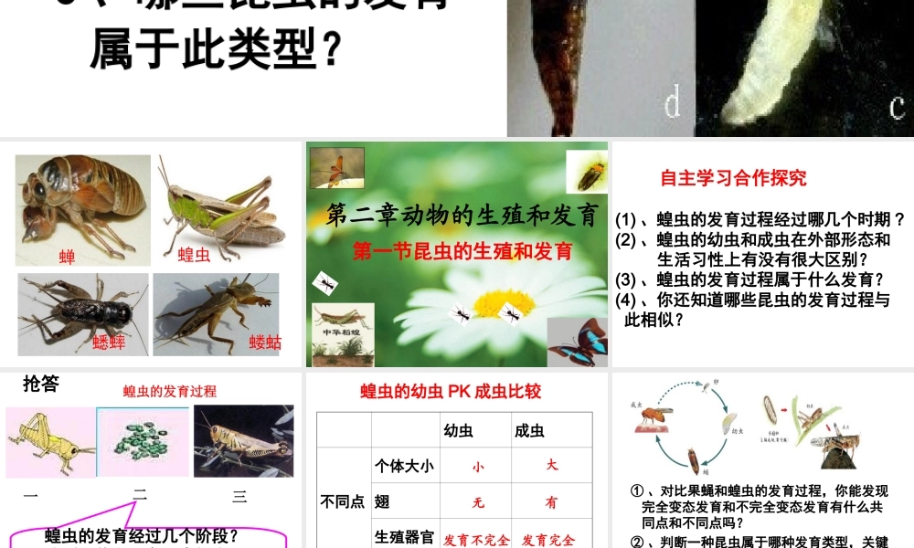 八年级生物上册 4.2.1《昆虫的生殖和发育》课件2 （新版）济南版-（新版）济南级上册生物课件