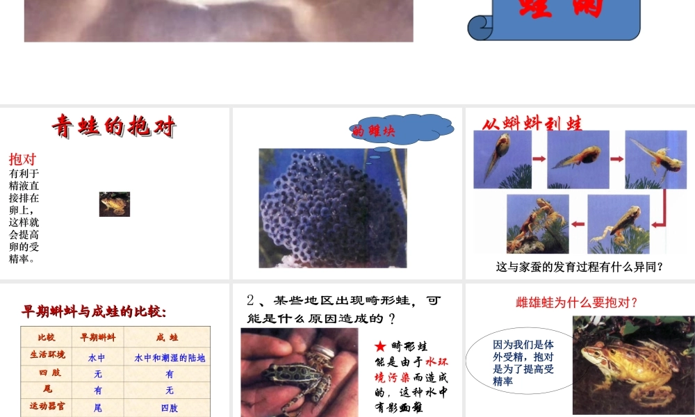 八年级生物上册 4.2.2 《两栖动物的生殖和发育》课件 人教新课标版