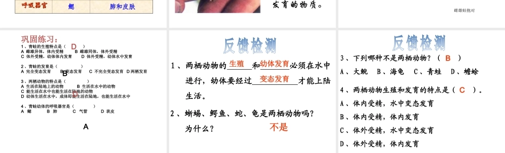 八年级生物上册 4.2.2 《两栖动物的生殖和发育》课件 人教新课标版