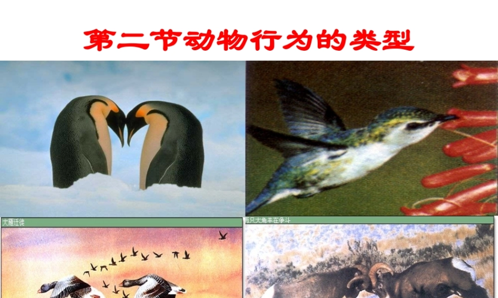 八年级生物上册 4.2.2 动物行为的类型课件 （新版）冀教版-（新版）冀教版初中八年级上册生物课件