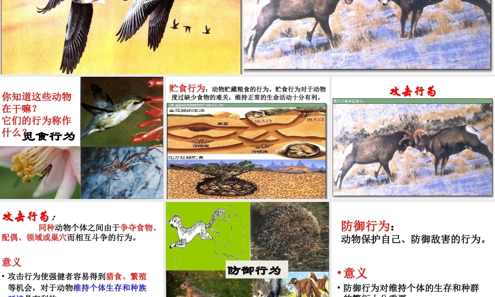八年级生物上册 4.2.2 动物行为的类型课件 （新版）冀教版-（新版）冀教版初中八年级上册生物课件
