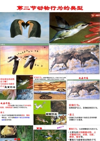 八年级生物上册 4.2.2 动物行为的类型课件 （新版）冀教版-（新版）冀教级上册生物课件