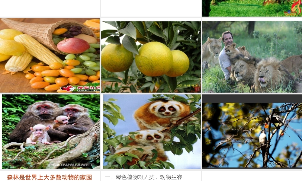 八年级生物上册 3.5 绿色植物在生物圈中的作用课件 （新版）冀教版-（新版）冀教级全册生物课件