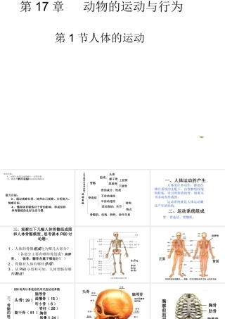 八年级生物上册 17.1 人体的运动教学课件 （新版）苏科版-（新版）苏科版初中八年级上册生物课件