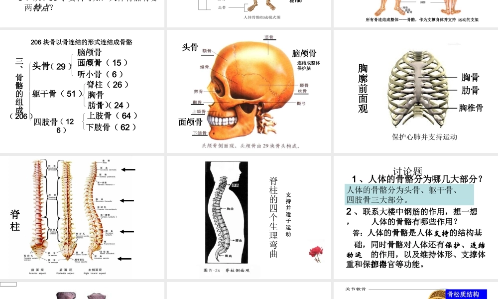八年级生物上册 17.1 人体的运动教学课件 （新版）苏科版-（新版）苏科级上册生物课件