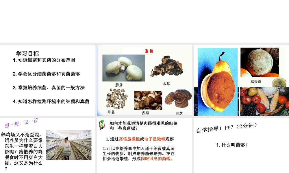 八年级生物上册 4.1 细菌和真菌的分布课件 新人教版