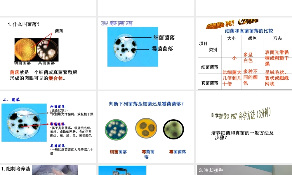 八年级生物上册 4.1 细菌和真菌的分布课件 新人教版
