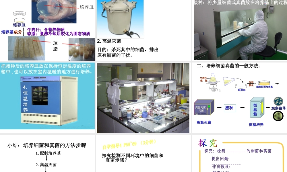 八年级生物上册 4.1 细菌和真菌的分布课件 新人教版
