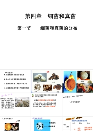 八年级生物上册 4.1 细菌和真菌的分布课件 新人教版