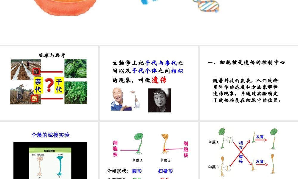 八年级生物上册 4.1 遗传的物质基础课件 （新版）济南版