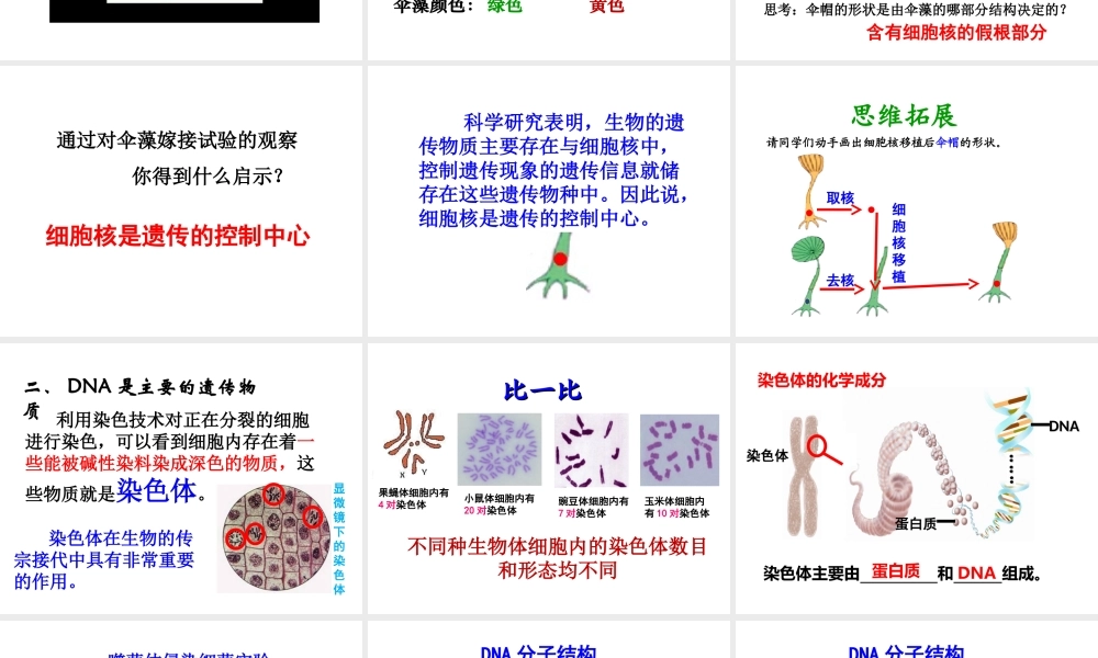 八年级生物上册 4.1 遗传的物质基础课件 （新版）济南版