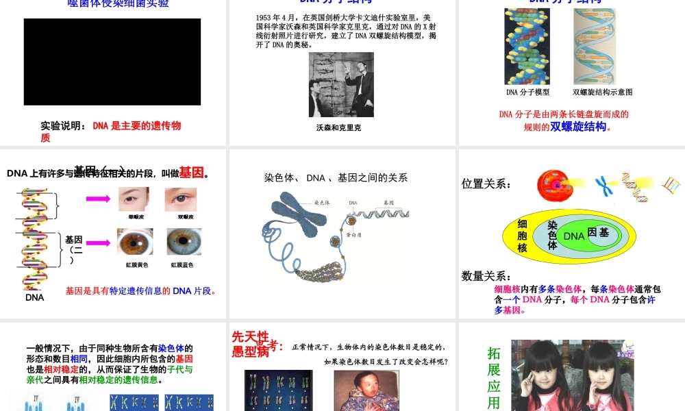 八年级生物上册 4.1 遗传的物质基础课件 （新版）济南版