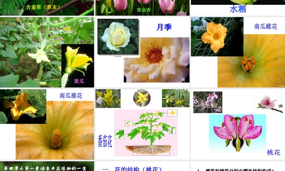 八年级生物上册 4.1.1 花的结构和类型课件 （新版）济南版-（新版）济南版初中八年级上册生物课件