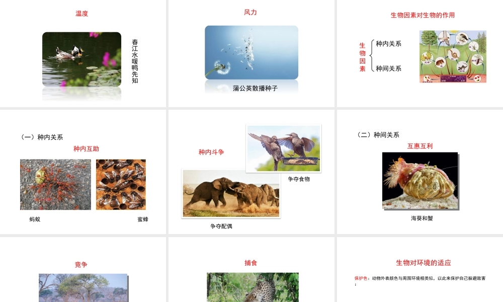 八年级生物上册 1.1.2《生物与环境的相互影响》（第1课时）课件2 （新版）新人教版-（新版）新人教版初中八年级上册生物课件