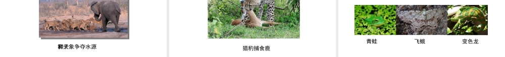 八年级生物上册 1.1.2《生物与环境的相互影响》（第1课时）课件2 （新版）新人教版-（新版）新人教版初中八年级上册生物课件