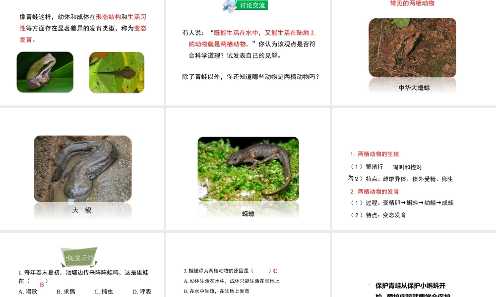 八年级生物上册 4.2.2《两栖动物的生殖和发育》课件 （新版）济南版-（新版）济南版初中八年级上册生物课件