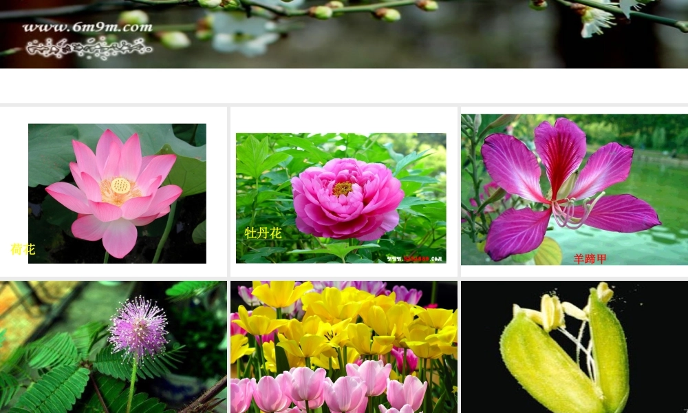 八年级生物上册 4.1.1 花的结构和类型课件 （新版）济南版-（新版）济南级上册生物课件