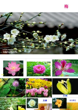 八年级生物上册 4.1.1 花的结构和类型课件 （新版）济南版-（新版）济南级上册生物课件