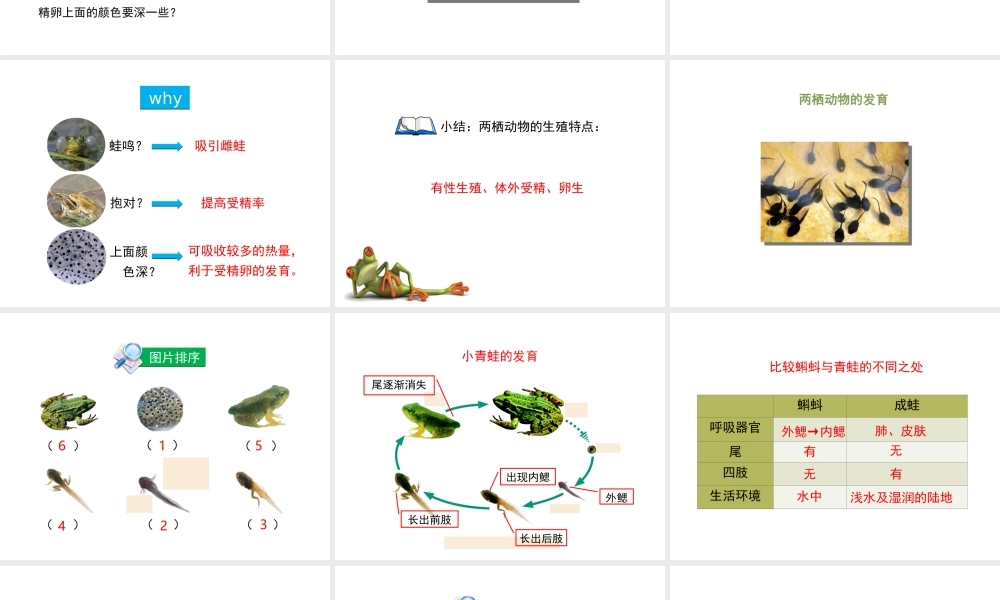 八年级生物上册 4.2.2《两栖动物的生殖和发育》课件 （新版）济南版-（新版）济南级上册生物课件