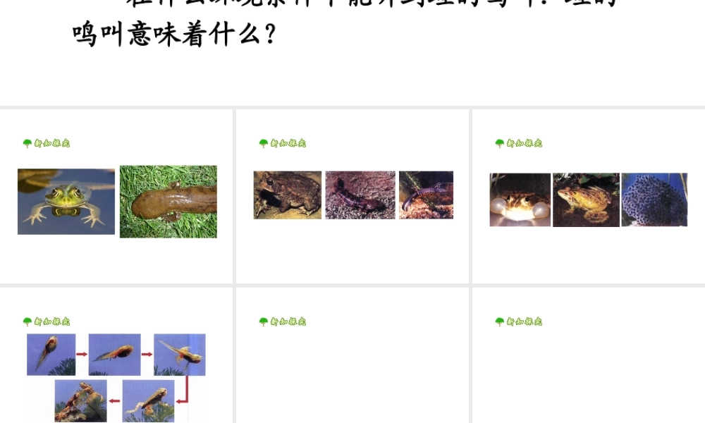 八年级生物上册 4.2.2《两栖动物的生殖和发育》课件1 （新版）济南版-（新版）济南版初中八年级全册生物课件