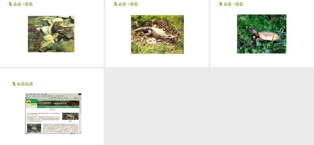 八年级生物上册 4.2.2《两栖动物的生殖和发育》课件1 （新版）济南版-（新版）济南级全册生物课件