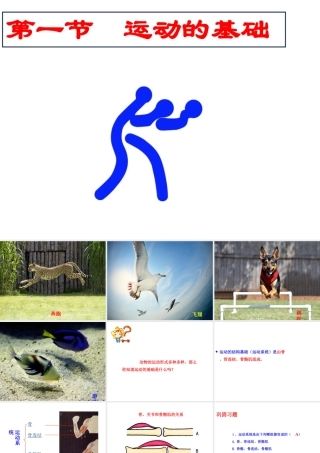 八年级生物上册 4.1.1 运动的基础课件 （新版）冀教版-（新版）冀教版初中八年级上册生物课件