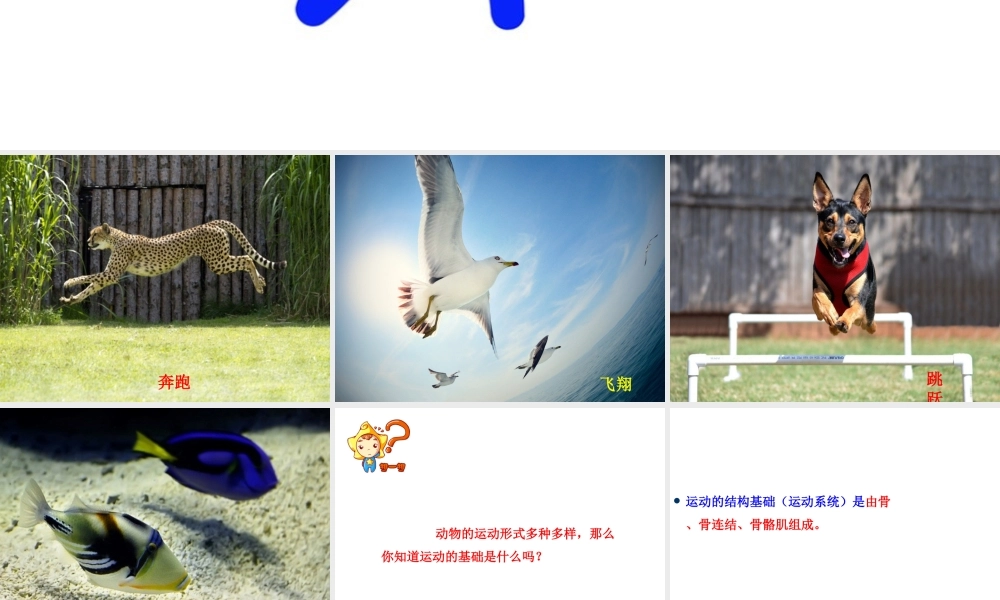 八年级生物上册 4.1.1 运动的基础课件 （新版）冀教版-（新版）冀教级上册生物课件