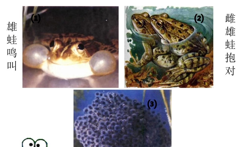 八年级生物上册 4.2.2《两栖动物的生殖和发育》课件2 （新版）济南版-（新版）济南级上册生物课件